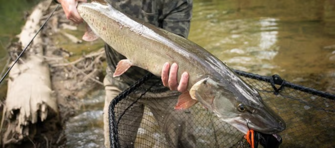 Client holding a musky