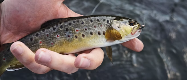 Client holding a trout